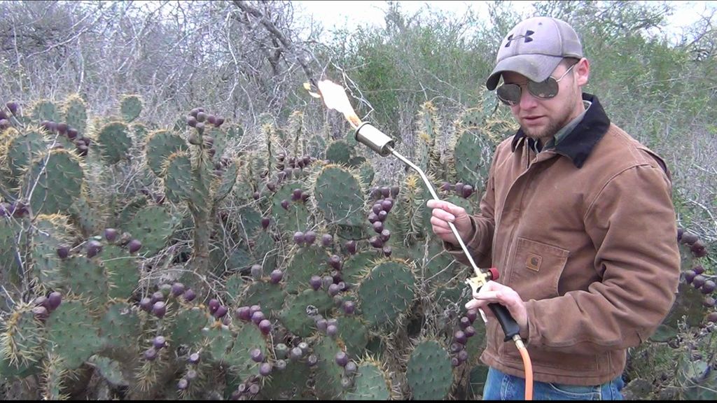 cactus espinosos