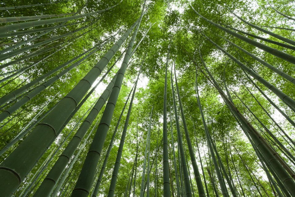 Bosque de bambú de Sagano en Japón