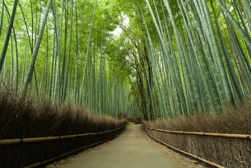 Sagano bamboo forest in Japan
