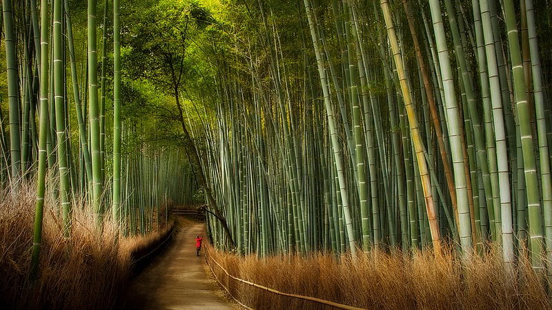 Sagano bamboo forest in Japan