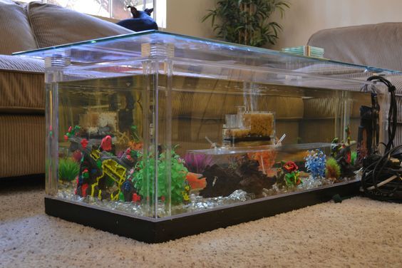Guide to Build an Amazing Coffee Table with a Fish Tank