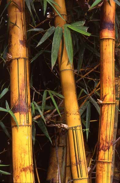 Steps to Make PVC Pipe Look Like Natural Bamboo