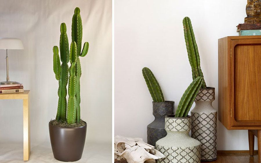 Ideas Irresistibles para Decorar su Casa con Cactus