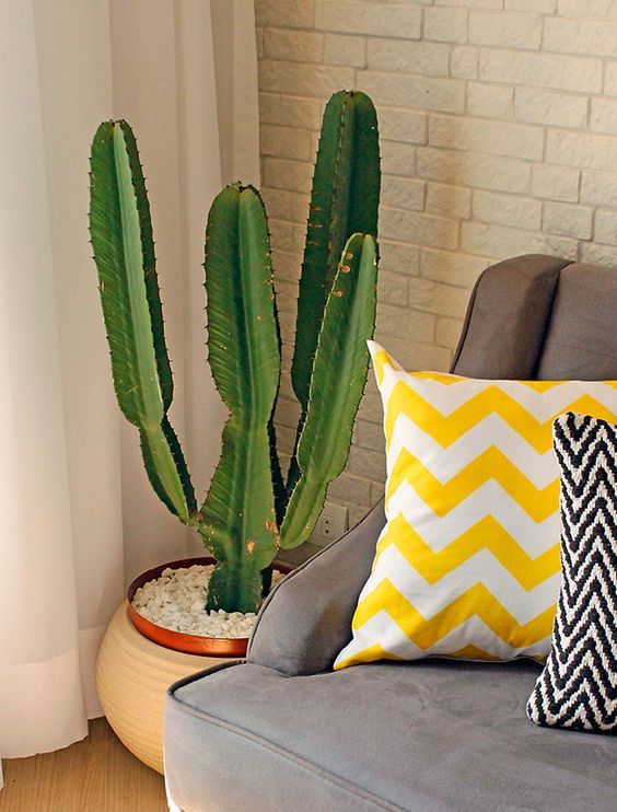 Ideas Irresistibles para Decorar su Casa con Cactus
