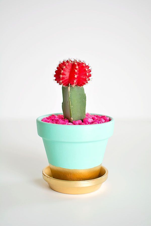 Ideas Irresistibles para Decorar su Casa con Cactus
