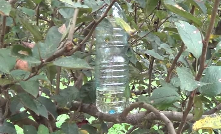 Brilliant uses of vinegar for the orchard or garden