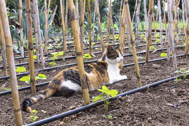 Uses of the remains of spent coffee in the orchard or garden