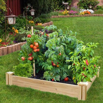 5 Alimentos que puedes cultivar en casa