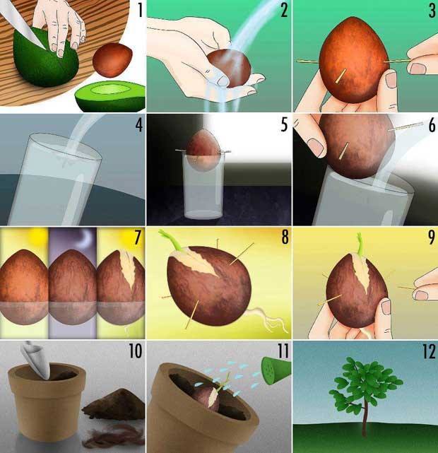 5 Alimentos que puedes cultivar en casa