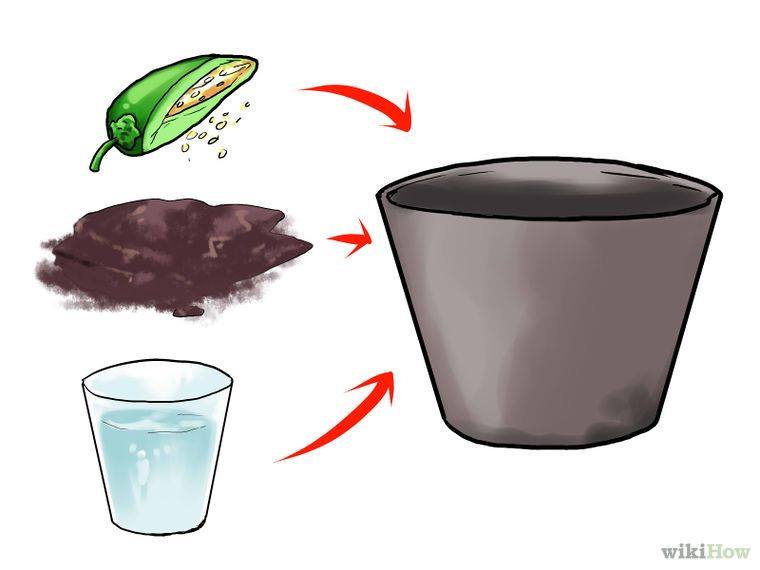5 Alimentos que puedes cultivar en casa