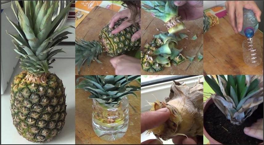 5 Alimentos que puedes cultivar en casa