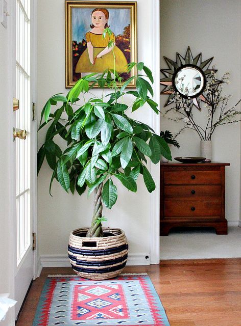 Como decorar el interior del hogar con plantas
