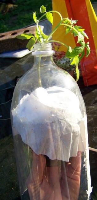 How to grow tomatoes in a floating bottle