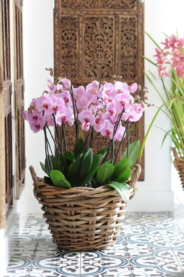 Original ideas to decorate the interior of your home with plants