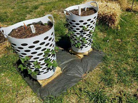 Sistema de cultivo hecho con bidones de plástico