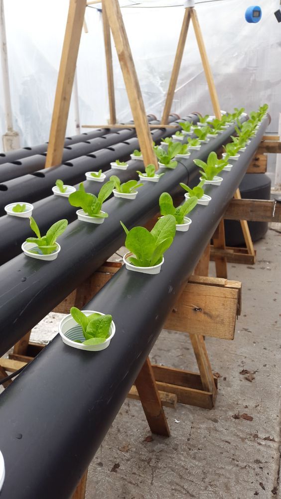 Sistema de cultivo hecho con bidones de plástico