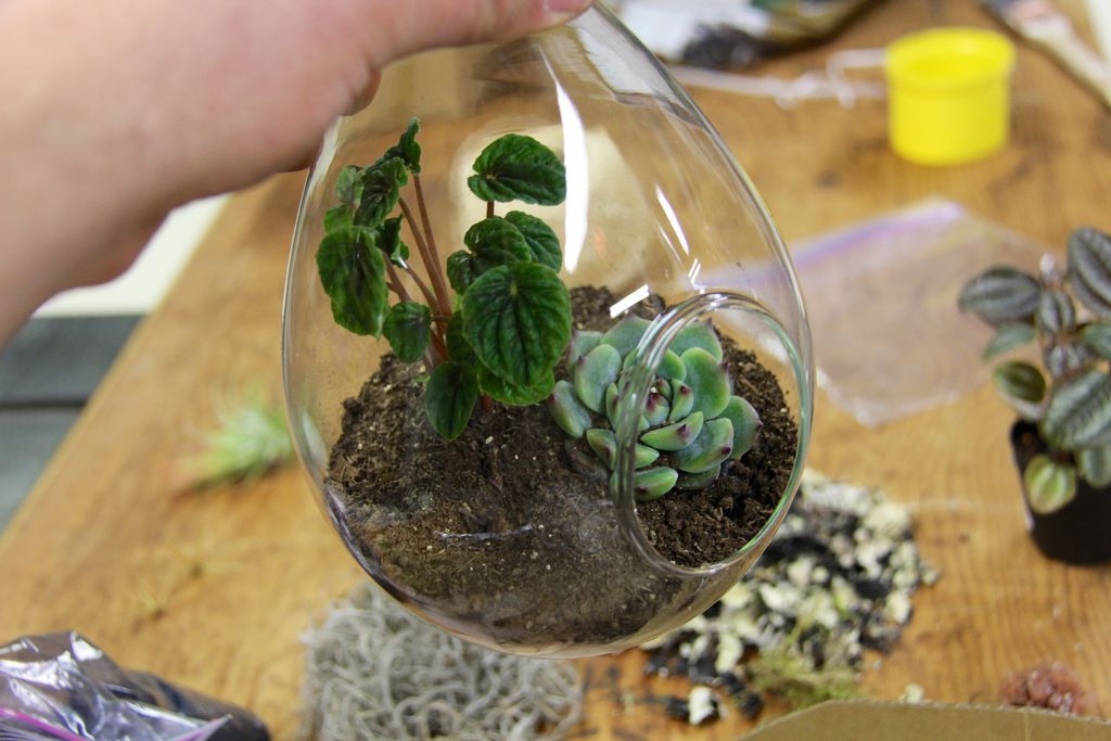 How to Make a Floating Terrarium