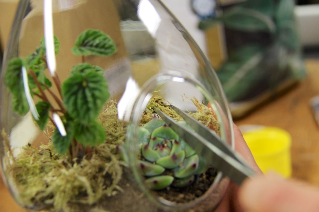 How to Make a Floating Terrarium