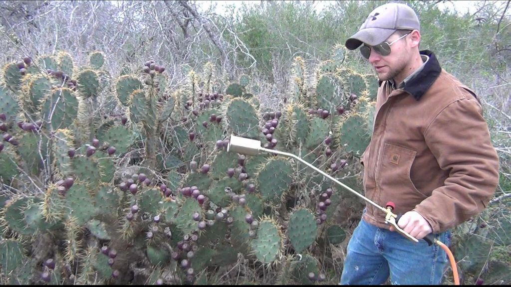 Cómo Recoger tuna de cactus espinosos
