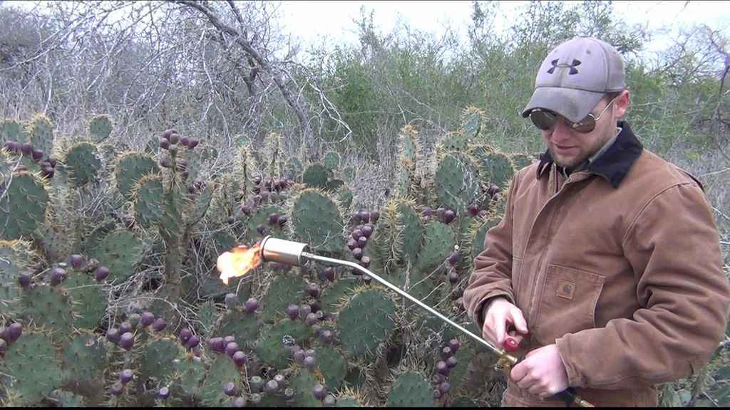 recoger tuna de cactus espinosos
